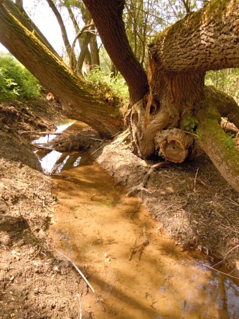 Wassergraben unter einem Baum