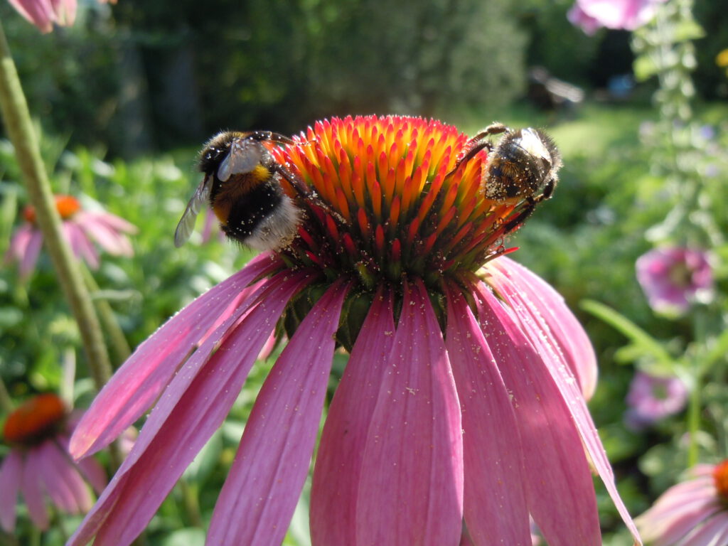 Thema Wildbienen - Präsentation zu verschiedenen Arten