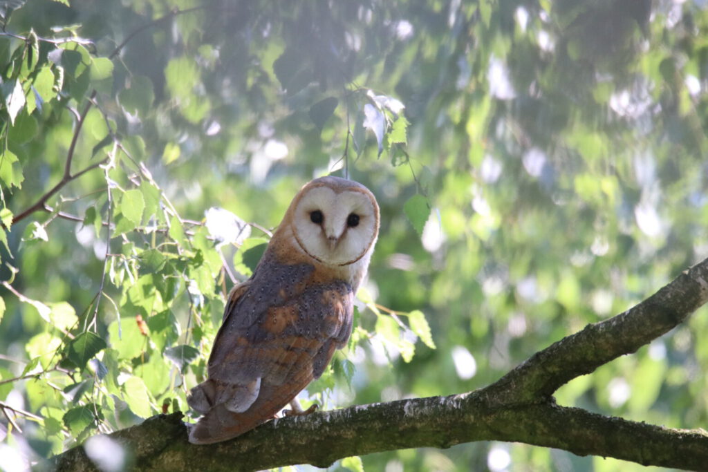 Schleiereule im Baum