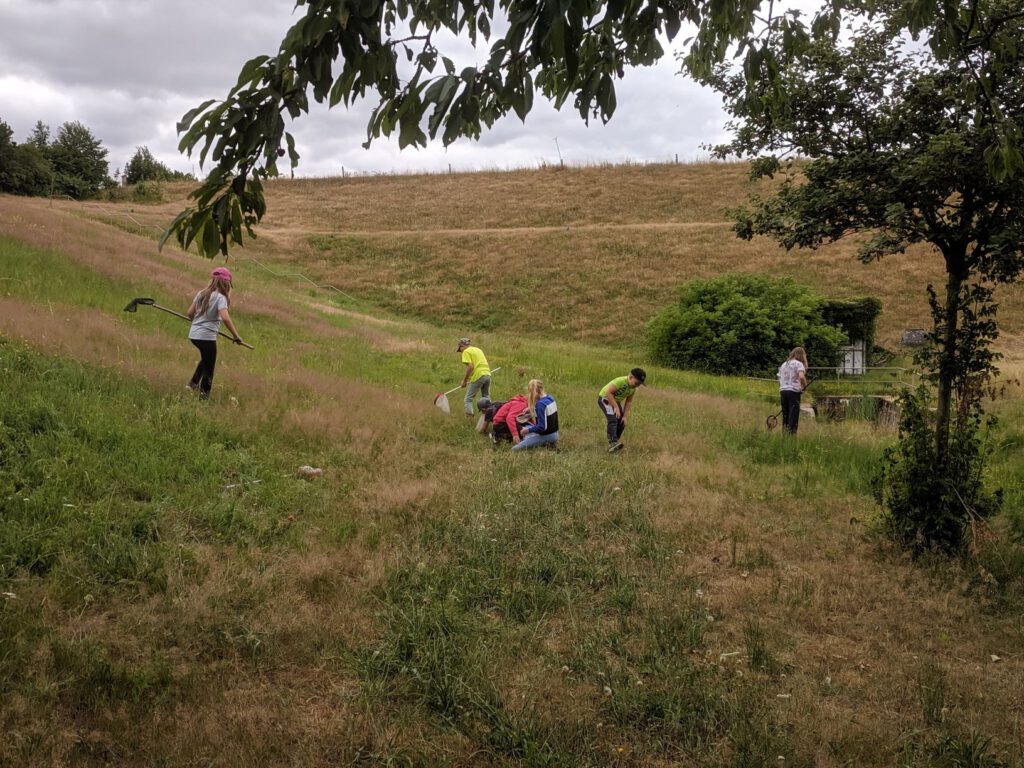 Thema Wiese - Auf Insektenjagd