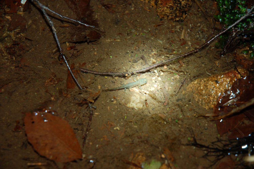 Larve eines Feuersalamanders im Wasser